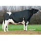 VH Grafit no 253217 (B Goldwyn).jpg