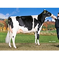 VH Grafit no 25835-2820 from Raunhøj Dairy, Hjortshøj.jpg