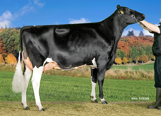 VH Grafit-datter fra Stortoft Holstein, Henne