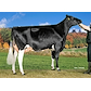 VH Grafit no 42610-2672 from Stortoft Holstein, Henne.jpg