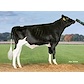 VH Highway (Halogen) - young.jpg