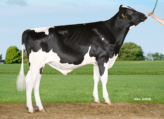 VH Indico (VH Ingolf).jpg