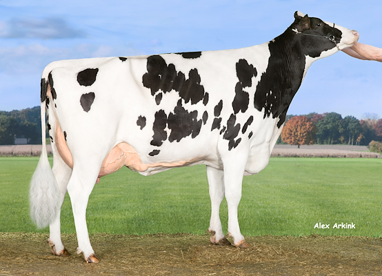 Mor til VH Ingolf fra Anderstrup Holstein ApS, Skørping