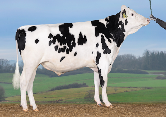 VH Kenzo RC (VH Karat RC).jpg