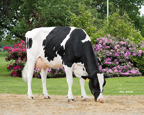 Mor til VH Kilmer fra Solbakken Agro, Aabybro