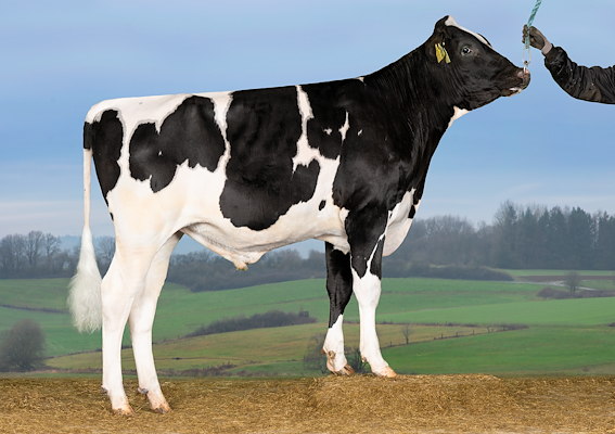 VH KodiakP (Krispy).jpg