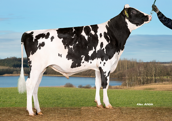 VH Lalo PP (Lupus PP).jpg