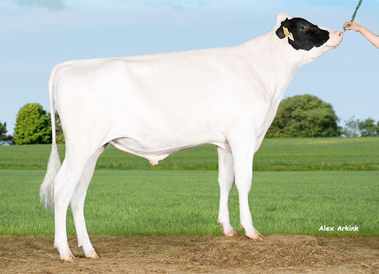 VH Liege P (Lemon P).jpg