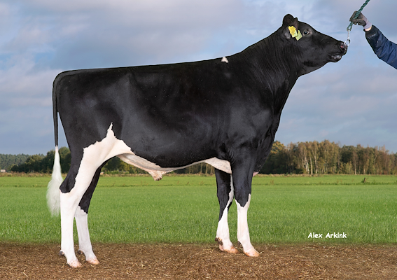 VH Lollik (VH Laurids).jpg