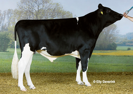 VH Loop no. 254401 (D Limbo).jpg