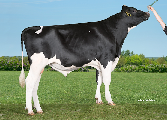 VH Lumber (VH Leyton).jpg