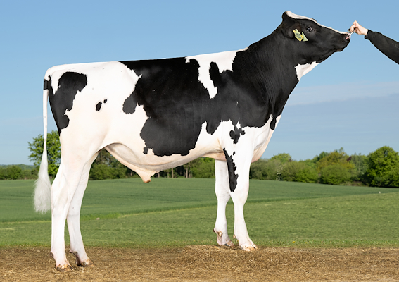 VH Mads P (Mecanico).jpg