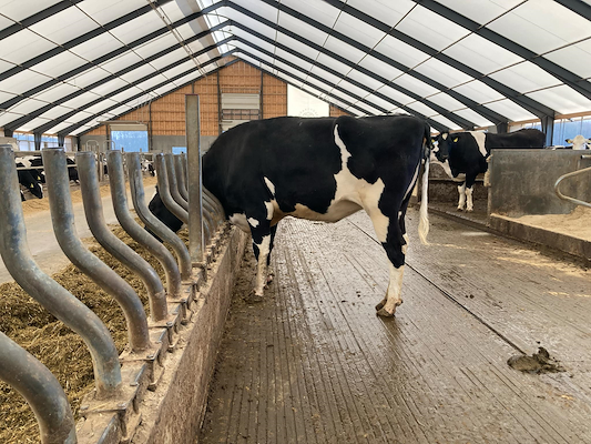 Mor til VH Mads P fra Skovgård, Them