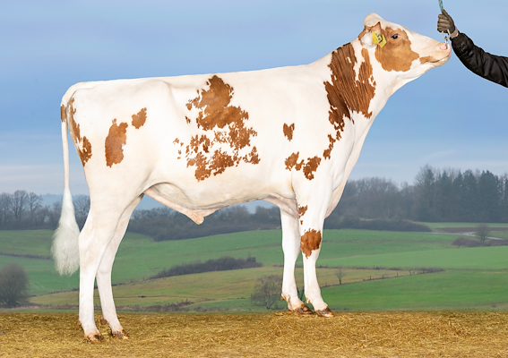 VH Max P Red (Member PPR).jpg