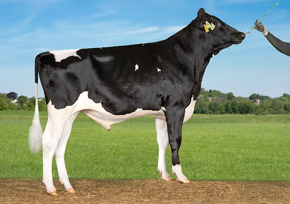 VH Merchx P (MoorlandPP).jpg