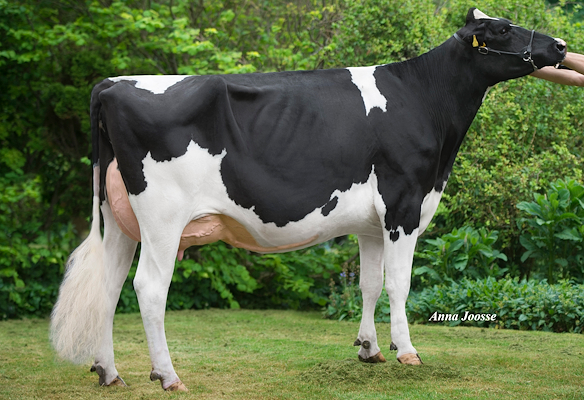 Mor til VH Moby fra Anderstrup Holstein, Skørping