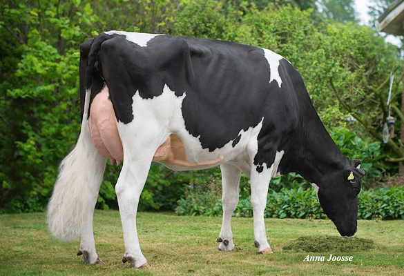 Mor til VH Moby fra Anderstrup Holstein, Skørping