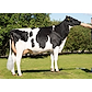 VH Monty daughter no 52039-5154 from Thomas Askov Andreasen_6660 Lintrup.jpg