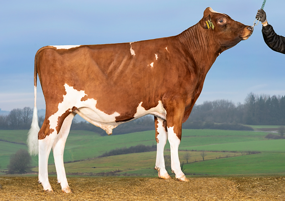 VH MoPPRed (Mat Red P).jpg