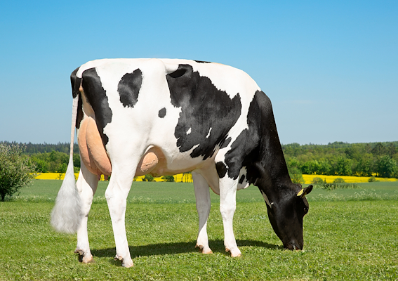 VH Newstar datter fra Jacob Larsen, Aars