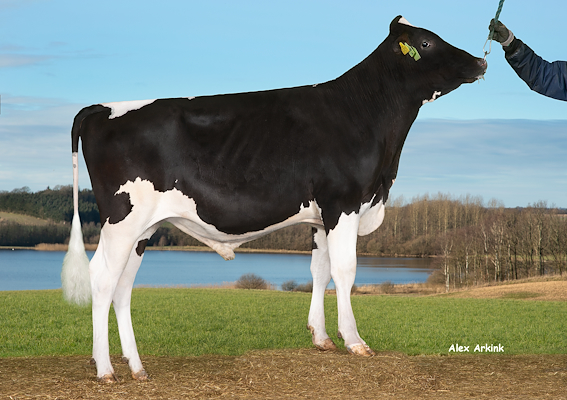 VH Nomad (VH Notch).jpg