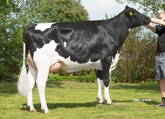 VH Odense-datter fra Anton Hammershøj, Hobro