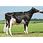 VH Oggy daughter no 38911-5199 from Herman Iversen_Karby.jpg