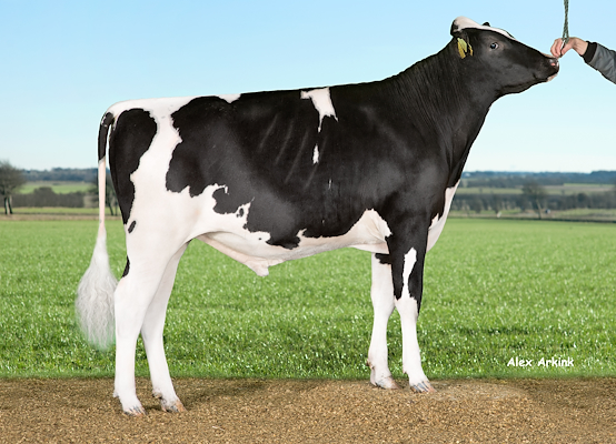 VH Osey (VH Odense).jpg