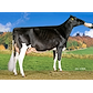 VH Osmus no 55297-1628 from Landting Holstein, Skjern.jpg