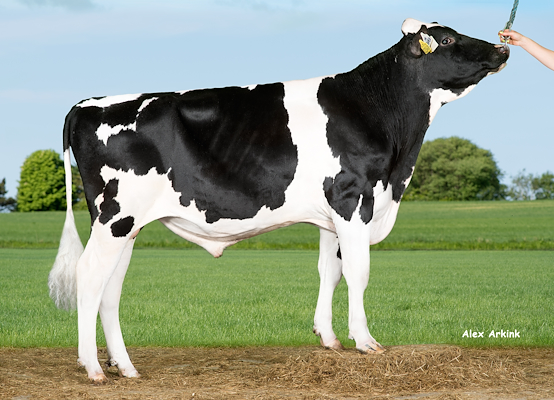 VH Panache (VH Pogba P).jpg