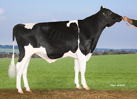 VH Pistol 5120 (VH Proud).jpg