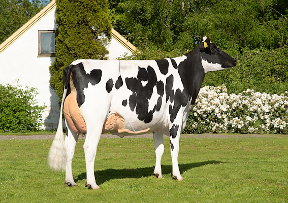 VH Prada datter fra Peter Bach, Hals