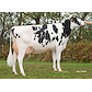 VH Proud daughter no 34242-3780 from Tronsmark Holstein_Bindslev.jpg
