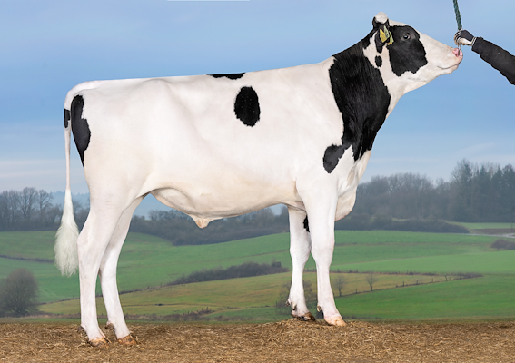 VH Racer (VH Rahim).jpg