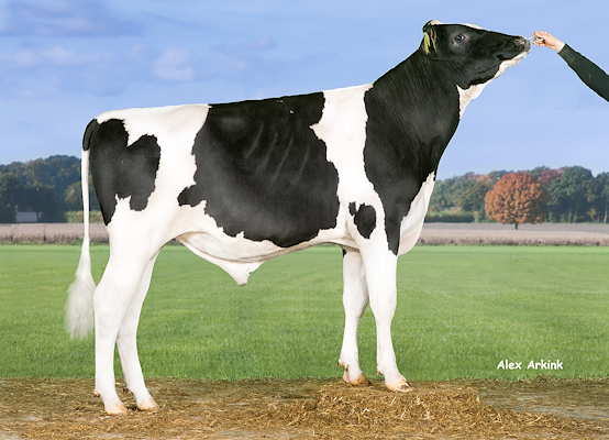 VH Raffi (Rodgers) 258650.jpg