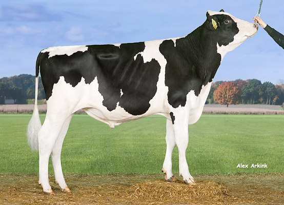 VH Rakeem (Reflector) 258656.jpg