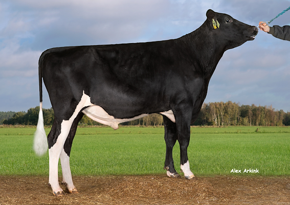 VH Reflux (Rover PK).jpg