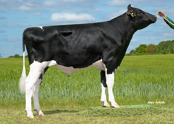 VH Reilly  574190.jpg