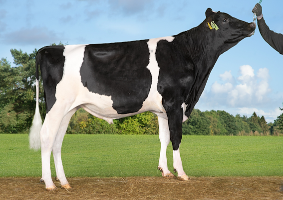 VH Roman (Rohirim).jpg