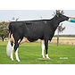 VH Ronaldo daughter no 30618-4657 from Preben Gundersen_Aars.jpg