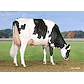 VH Ronaldo daughter no 32494-3772 from Anders Elholm Andersen_Tylstrup - grazing.jpg