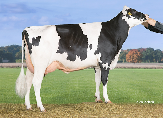 VH Ronaldo-datter fra Anders Elholm Andersen, Tylstrup