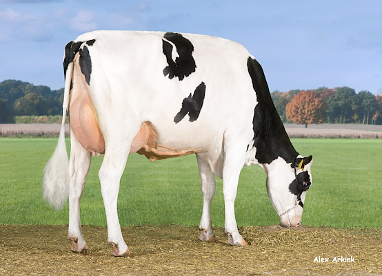 VH Ronaldo-datter fra Tronsmark Holstein, Bindslev