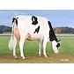 VH Ronaldo daughter no 34242-3464 from Tronsmark Holstein_Bindslev - grazing.jpg