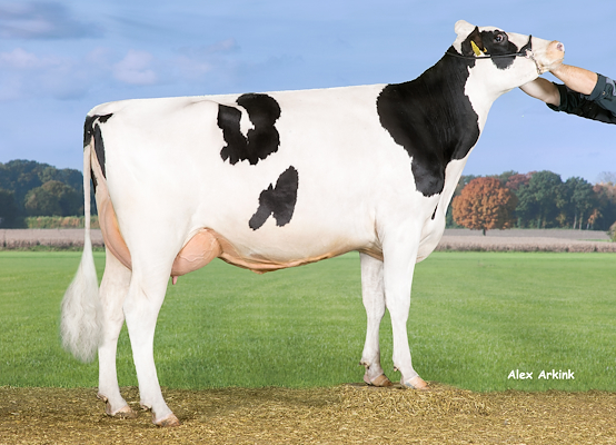 VH Ronaldo-datter fra Tronsmark Holstein, Bindslev