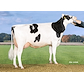 VH Ronaldo daughter no 34242-3464 from Tronsmark Holstein_Bindslev.jpg