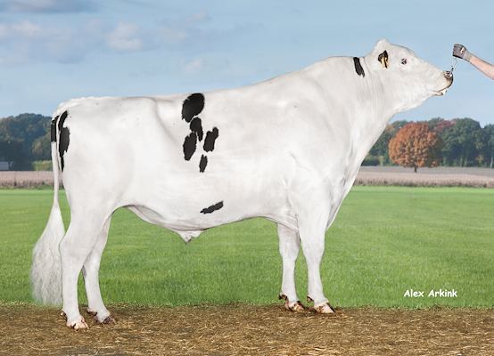 VH Ronaldo no 254937 (VH Raage).jpg