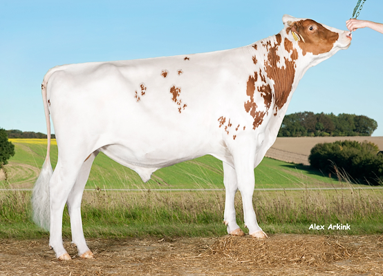 VH Run Red (Red Mist) 257676.jpg