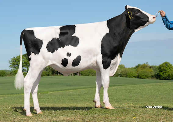 VH Ryder (Real Syn).jpg