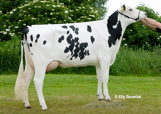 VH Salomon-datter fra Niels Hansen, Brovst